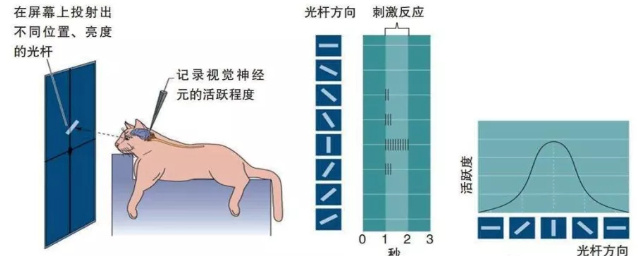 CS231n笔记（1）：机器视觉的发展史之机器视觉技术的起源